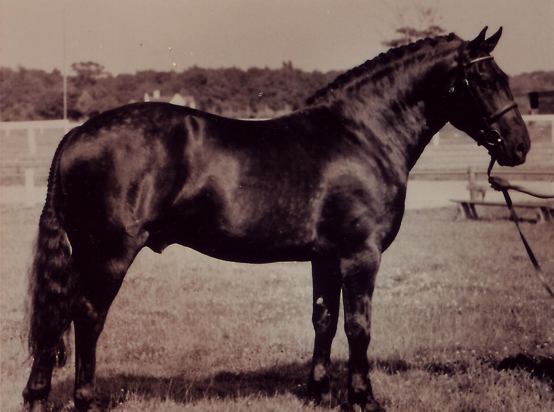 Eachleim Irish Draught Horses